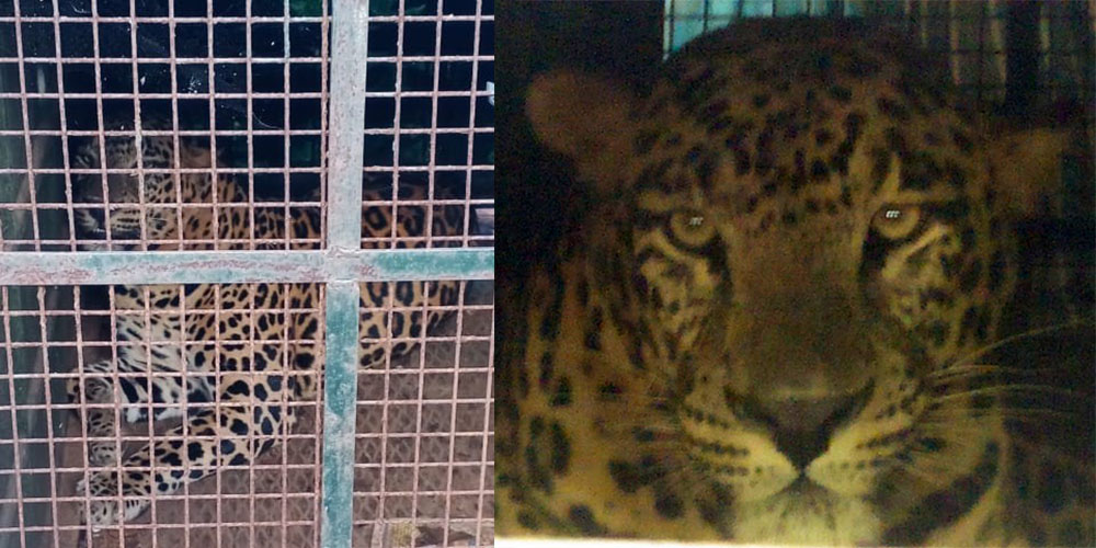 ಗುಡ್ಡಟ್ಟು: ಅರಣ್ಯ ಇಲಾಖೆಯ ಬೋನಿನಲ್ಲಿ ಚಿರತೆ ಸೆರೆ