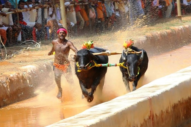 ಕಕ್ಯಪದವು: ನ. 30ರಂದು ಸತ್ಯ, ಧರ್ಮ ಜೋಡುಕರೆ ಬಯಲು ಕಂಬಳ