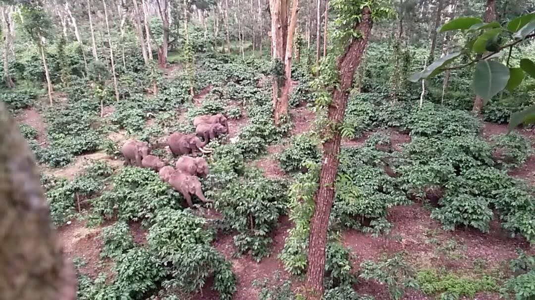 ತಿತಿಮತಿಯಲ್ಲಿ ಕಾಡಾನೆಗಳ ಹಿಂಡು: ಗ್ರಾಮಸ್ಥರಲ್ಲಿ ಆತಂಕ