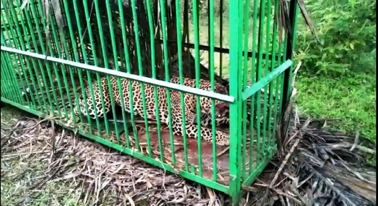 ಬೋನಿಗೆ ಬಿದ್ದ ಚಿರತೆ: ನಿಟ್ಟುಸಿರು ಬಿಟ್ಟ ಗ್ರಾಮಸ್ಥರು