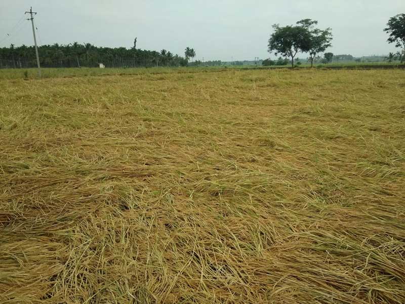 ದ.ಕ.ಜಿಲ್ಲೆ : ಭತ್ತದ ಬೆಳೆಯ ಮೇಲೆ ದುಷ್ಪರಿಣಾಮ ಬೀರಿದ ಚಂಡಮಾರುತ !