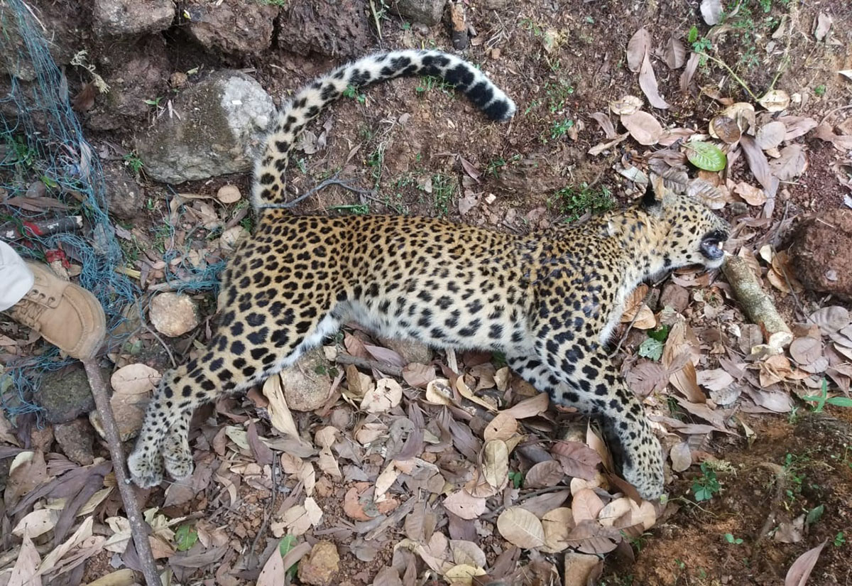 ಗೋಳಿಹೊಳೆ: ತಂತಿಬೇಲಿಯಲ್ಲಿ ಸಿಲುಕಿ ಹೆಣ್ಣು ಚಿರತೆ ಸಾವು