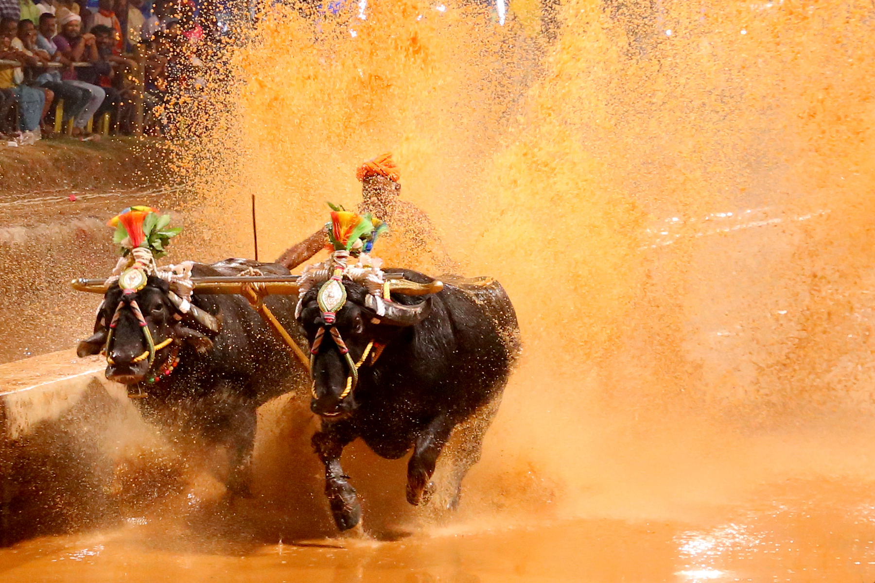 ​ಮೈರ ಶ್ರೀ ರಾಮಾಂಜನೇಯ ಗೆಳೆಯರ ಬಳಗ: ಸತ್ಯ-ಧರ್ಮ ಕಂಬಳ