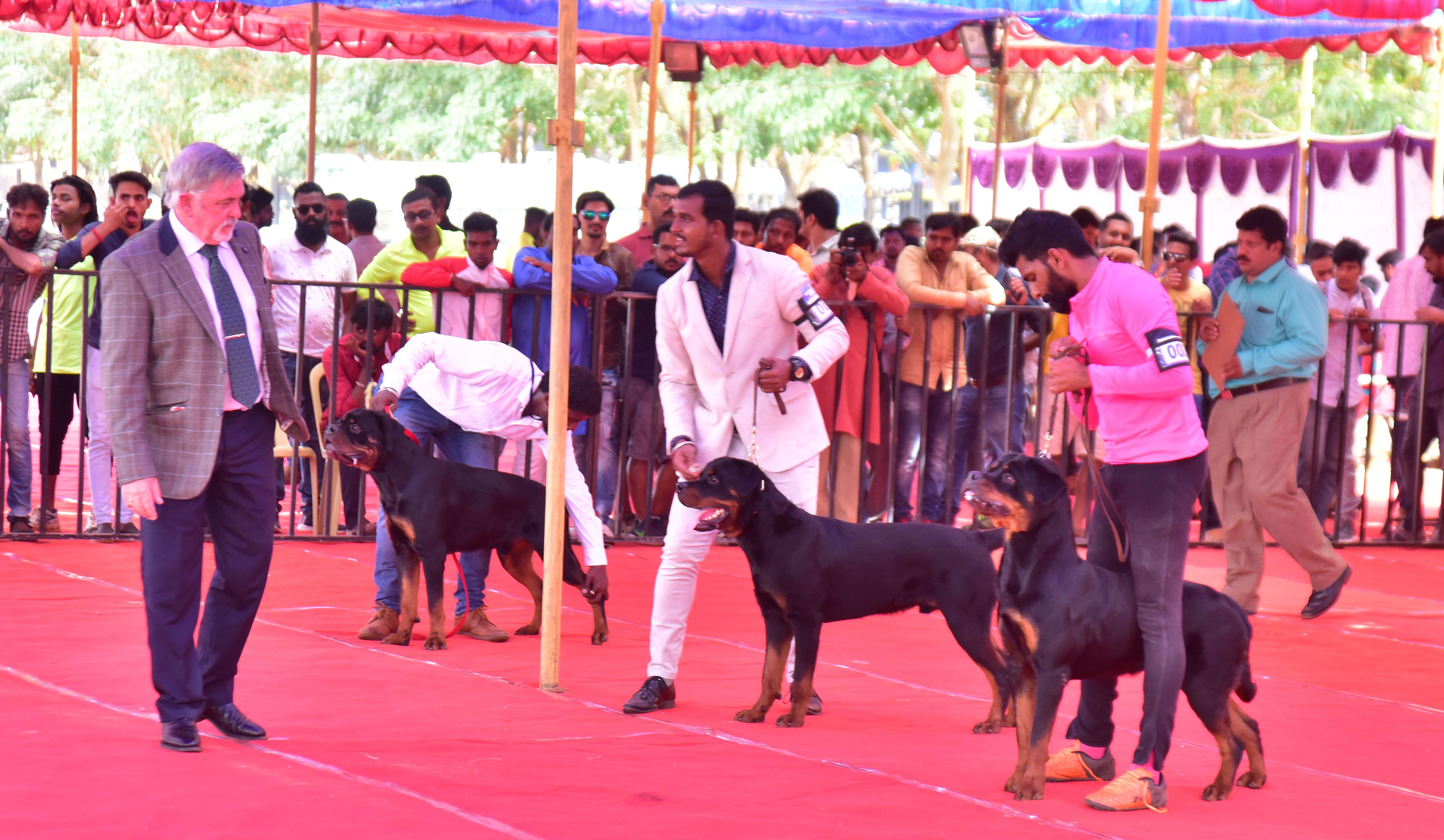 ಮಂಗಳೂರು : ನೆಹರು ಮೈದಾನದಲ್ಲಿ ಶ್ವಾನ ಪ್ರದರ್ಶನ