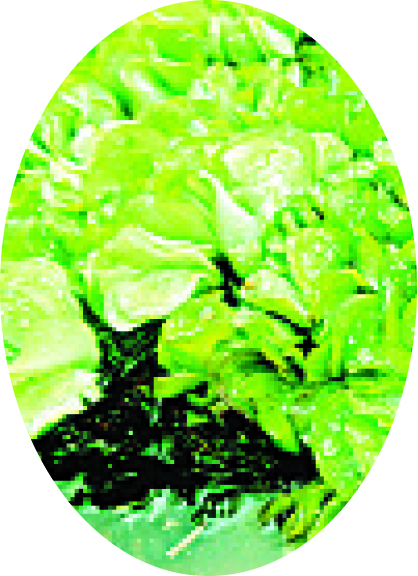 ಕೃಷಿ ಮಾರಕ ‘ಅಂತರಗಂಗೆ’ಗೆ ಎರೆಹುಳ ಕಾಂಪೋಸ್ಟ್‌ನಿಂದ ಪರಿಹಾರ