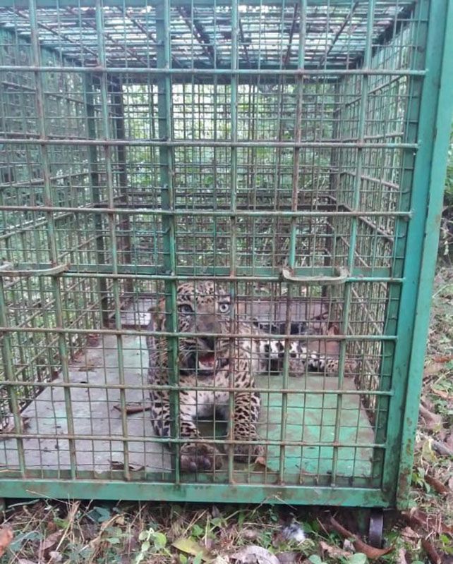 ತೆಕ್ಕಟ್ಟೆ: ಮಾಲಾಡಿಯಲ್ಲಿ ಮತ್ತೊಂದು ಚಿರತೆ ಸೆರೆ