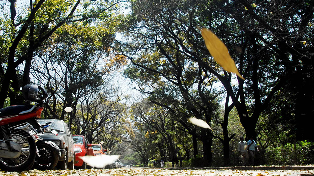 ರಾಜ್ಯ ರಾಜಧಾನಿಯಲ್ಲಿ 3500ಕ್ಕೂ ಅಧಿಕ ಮರಗಳ ಕಡಿತಕ್ಕೆ ಸಿದ್ಧತೆ !