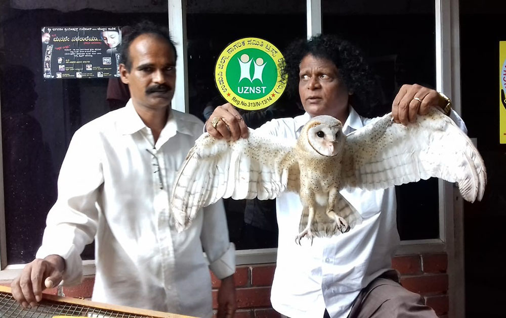 ಅಪರೂಪದ ಬಿಳಿ ಗೂಬೆಯ ರಕ್ಷಣೆ