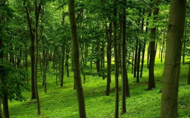 ರಾಜ್ಯದಲ್ಲಿ 2 ವರ್ಷಗಳಲ್ಲಿ ಹೆಚ್ಚಾದ ಅರಣ್ಯ ಪ್ರದೇಶ ಎಷ್ಟು ಸಾವಿರ ಚದರ ಕಿ.ಮೀ. ಗೊತ್ತೇ ?