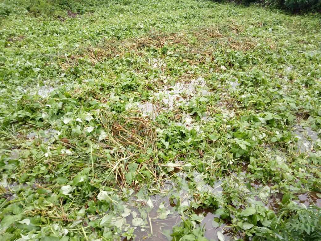 ಹನೂರು: ನಿರಂತರ ಮಳೆಗೆ 12 ಎಕರೆ ಬೆಳೆ ನಾಶ