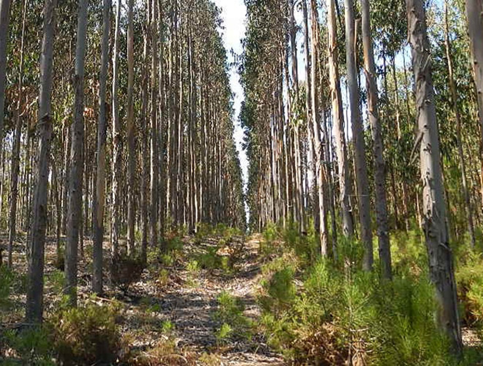 ನೆಡದಿರಿ ನೀಲಗಿರಿ