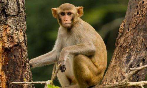 ಹೊಸ ವರ್ಷದ ಹಾರುವ ಲಾಟೀನುಗಳಿಗೆ ಮೃಗಾಲಯದ ಮಂಗಗಳು ಬಲಿ