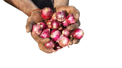 ಈರುಳ್ಳಿಯ ಕಣ್ಣೀರನ್ನು ಒರೆಸುವ ಬಗೆ ಹೇಗೆ?