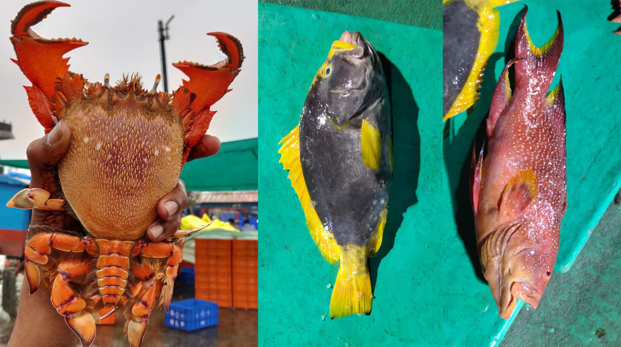 ಮಲ್ಪೆ ಮೀನುಗಾರರ ಬಲೆಗೆ ಬಿದ್ದ ಅಪರೂಪದ ಏಡಿ ಸಹಿತ ಆಕರ್ಷಕ ಮೀನುಗಳು !