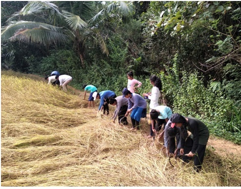 ಮುಡಿಪು: ವಿದ್ಯಾರ್ಥಿಗಳೇ ಬೆಳೆದ ಭತ್ತದ ಪೈರಿನ ಕಟಾವು