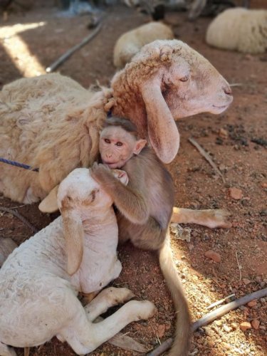 ಮುದ್ದಿನ ಕೋತಿಯ ಸಾವಿನ ಆಘಾತ:  ವಿದೇಶ ಪ್ರವಾಸವನ್ನು ಮೊಟಕುಗೊಳಿಸಿದ ಶಾಸಕ ಸಾ.ರಾ.ಮಹೇಶ್