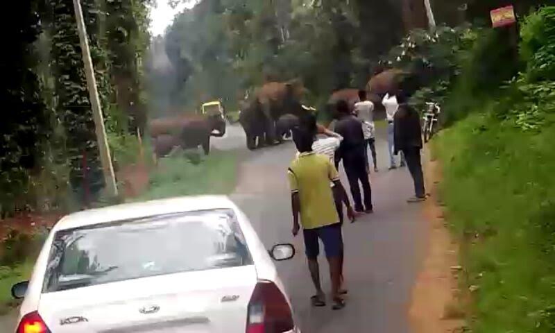 ಕಾಡಾನೆ ಹಾವಳಿ: ಕೊಡಗಿನಲ್ಲಿ 10 ವರ್ಷಗಳಲ್ಲಿ 77 ಸಾವು