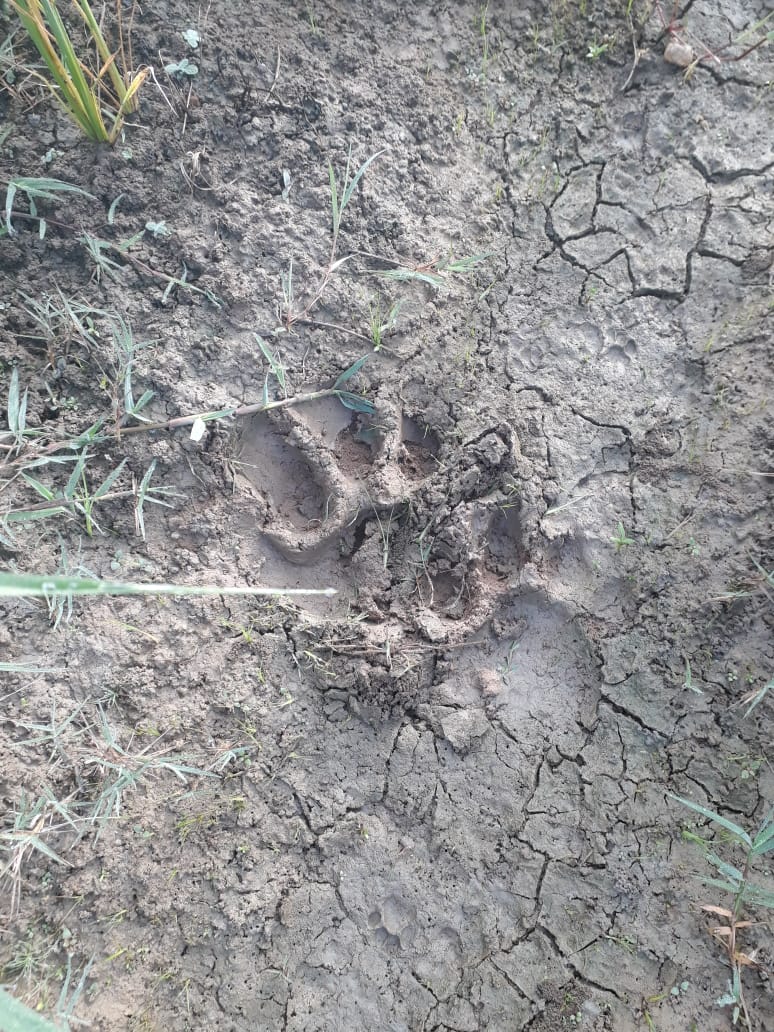 ದಕ್ಷಿಣ ಕೊಡಗಿನಲ್ಲಿ ಮುಂದುವರಿದ ಹುಲಿ ದಾಳಿ: 3 ಹಸುಗಳು ಬಲಿ