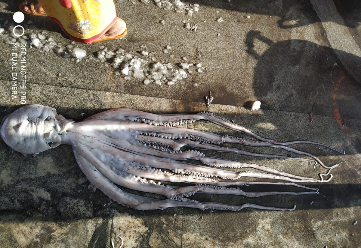 ಮಲ್ಪೆ: ಮೀನುಗಾರಿಕೆ ಬಲೆಗೆ ಬಿದ್ದ 5 ಅಡಿ ಉದ್ದದ ಅಪರೂಪದ ಅಕ್ಟೋಪಸ್ !