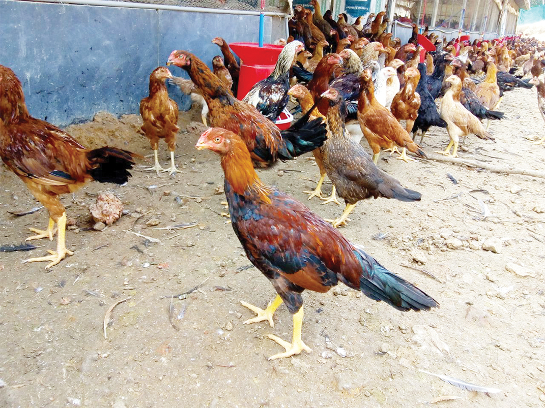 ಬ್ಯಾರಿ ಮನೆಗಳ ಕೋಳಿ ಸಾರು ಪುರಾಣ