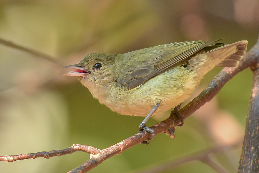 ಸಂತ ಅಲೋಶಿಯಸ್ ಕ್ಯಾಂಪಸ್‌ನಲ್ಲಿ ಪಕ್ಷಿಗಳ ಗಣತಿ: 35 ಪ್ರಬೇಧದ ಹಕ್ಕಿಗಳ ದಾಖಲೀಕರಣ