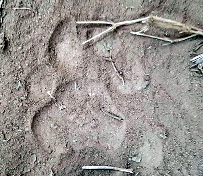 ಮಡಿಕೇರಿ: ಹುಲಿ ಹೆಜ್ಜೆ ಗುರುತು ಪತ್ತೆ; ಗ್ರಾಮಸ್ಥರಲ್ಲಿ ಹೆಚ್ಚಿದ ಆತಂಕ