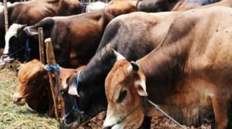 ಒಂದು ವರ್ಷದಲ್ಲಿ ಉ.ಪ್ರದೇಶದ ಗೋಶಾಲೆಗಳಲ್ಲಿ 9,261 ಜಾನುವಾರುಗಳ ಸಾವು
