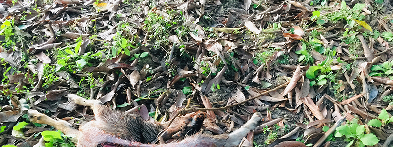 ಆಡಿನ ಮೇಲೆ ಚಿರತೆ ದಾಳಿ: ಸ್ಥಳೀಯರಲ್ಲಿ ಆತಂಕ