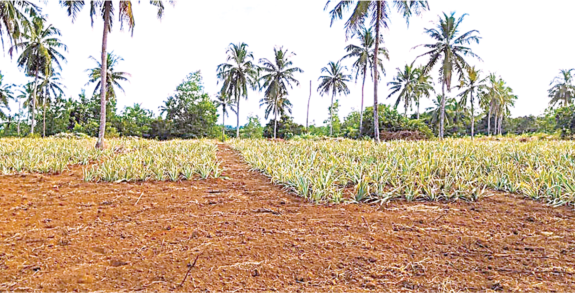 ತೆಂಗಿನ ತೋಟದ ಮಧ್ಯೆ ಅಂತರ್ ಬೆಳೆಯಾಗಿ ಪೈನಾಪಲ್