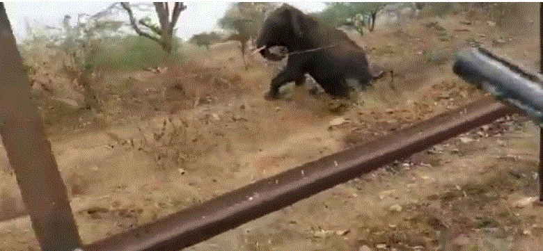 ಬಂಡೀಪುರದಲ್ಲಿ ಆನೆಯತ್ತ ಗುಂಡು ಹಾರಿಸಿದ ವಿಡಿಯೋ ವೈರಲ್: ಅರಣ್ಯ ಸಿಬ್ಬಂದಿ ವಜಾ