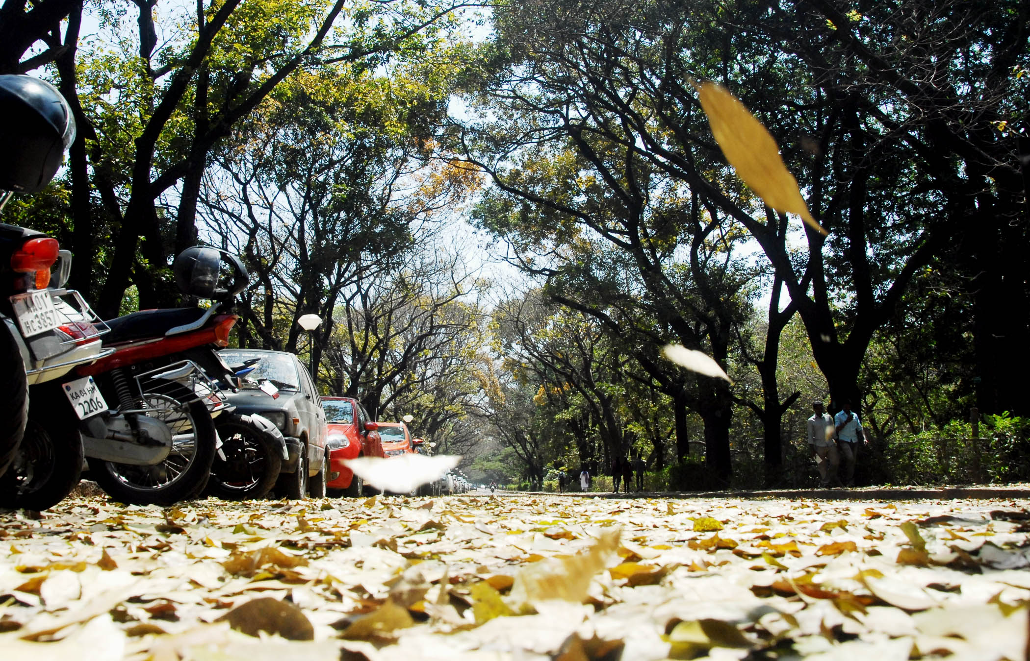 ಬೆಂಗಳೂರು: ಶಾಲೆಗೆ ತೆರಳುತ್ತಿದ್ದಾಗ ಬಾಲಕಿಯ ಮೇಲೆ ಬಿದ್ದ ಮರದ ಕೊಂಬೆ