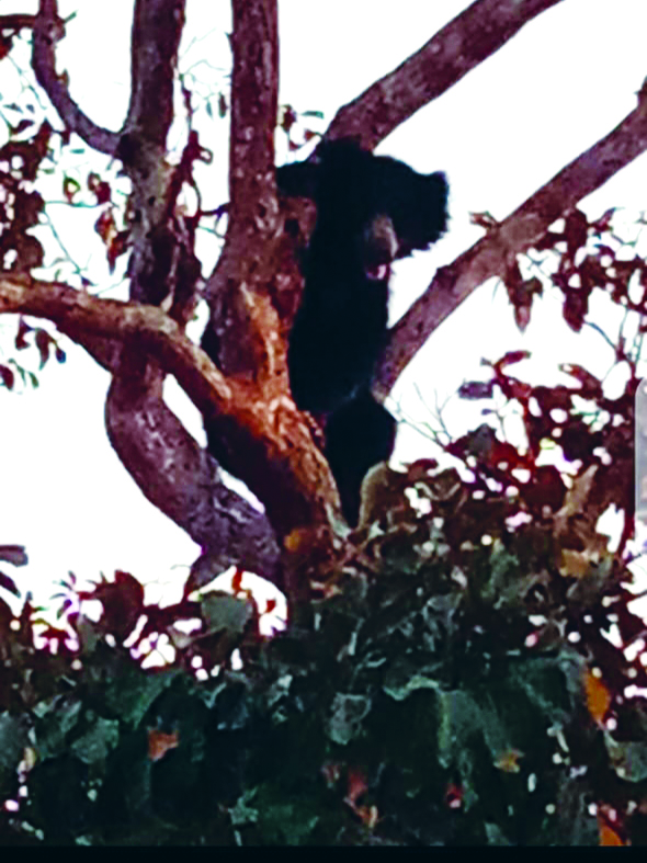 ತೋಟದಲ್ಲಿ ಕರಡಿ ಪ್ರತ್ಯಕ್ಷ: ಜನರಲ್ಲಿ ಆತಂಕ