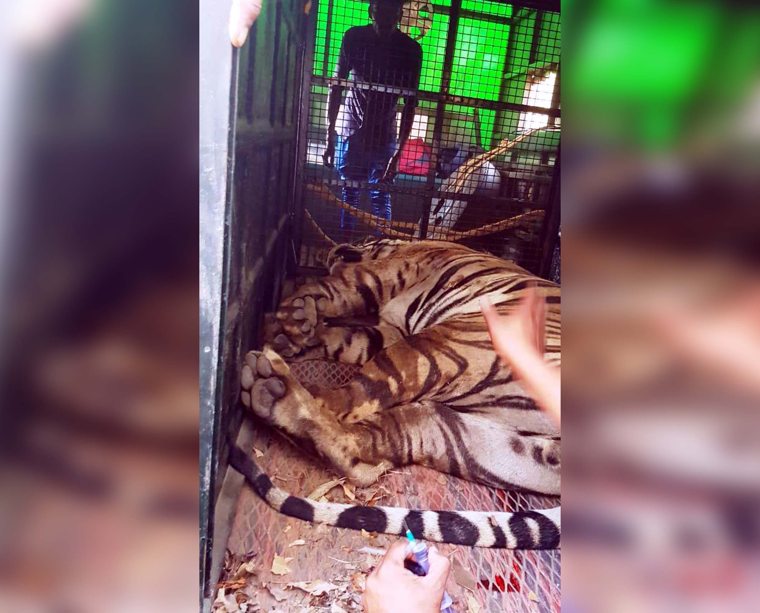 ದಕ್ಷಿಣ ಕೊಡಗಿನ ಸುಳುಗೋಡುವಿನಲ್ಲಿ ಹುಲಿ ಸೆರೆ