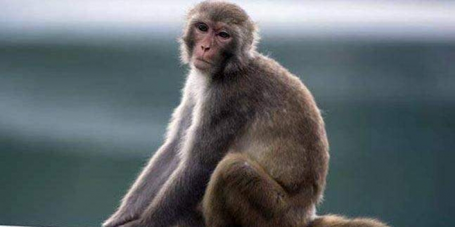 ಸಾಗರ: ಮಂಗನ ಕಾಯಿಲೆಗೆ ಬಲಿಯಾದವರ ಸಂಖ್ಯೆ 3ಕ್ಕೆ ಏರಿಕೆ