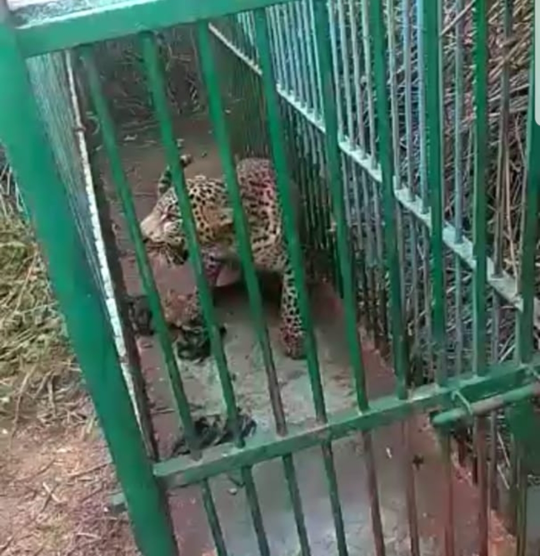 ತಿಪಟೂರು: ಸಾರ್ವಜನಿಕರಲ್ಲಿ ಭೀತಿ ಹುಟ್ಟಿಸಿದ್ದ ಹೆಣ್ಣು ಚಿರತೆ ಸೆರೆ