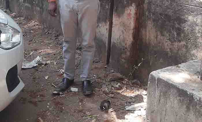 ಚಿಕ್ಕಮಗಳೂರು: ಮೈನಾ ಹಕ್ಕಿ, ಪಾರಿವಾಳಗಳ ನಿಗೂಢ ಸಾವು; ಹಕ್ಕಿ ಜ್ವರ ಶಂಕೆ