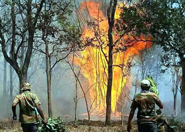 ಬಂಡೀಪುರಕ್ಕೆ ಸೇನಾ ಹೆಲಿಕಾಪ್ಟರ್ ನೀಡಲು ಸರ್ಕಾರ ಒಪ್ಪಿಗೆ