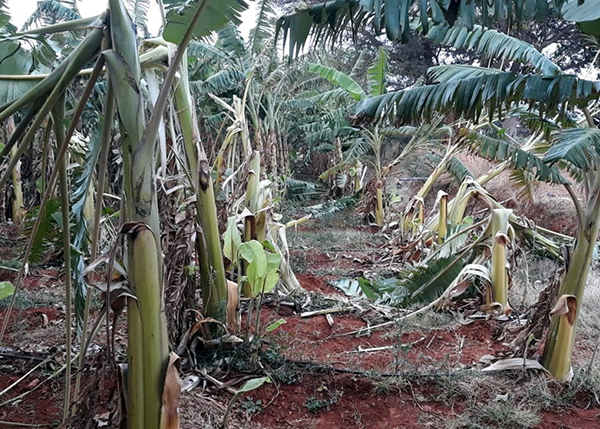 ರೈತರ ಜಮೀನಿಗೆ ಆನೆಗಳ ದಾಳಿ: ಬೆಳೆ ನಾಶ