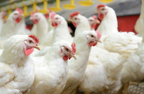 ಕೊರೊನಾ ಭೀತಿಯ ನಡುವೆ ಕೇರಳದ ಕೋಯಿಕ್ಕೋಡ್ ನಲ್ಲಿ ಹಕ್ಕಿ ಜ್ವರ