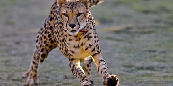 ಕೊಪ್ಪ: ಯುವಕನ ಮೇಲೆ ಚಿರತೆ ದಾಳಿ