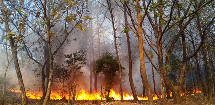 ಸೋಮವಾರಪೇಟೆ: ಯಡವನಾಡು ಮೀಸಲು ಅರಣ್ಯದ ನೂರಾರು ಎಕರೆ ಭೂಮಿ ಬೆಂಕಿಗಾಹುತಿ