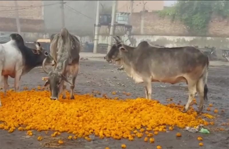 ಲಾಕ್‌ಡೌನ್ ಪರಿಣಾಮ: ಹೂಗಳಿಗೆ ಕುಸಿದ ಬೇಡಿಕೆ, ದನಗಳ ಮೇವಾಗಿ ಬಳಕೆ