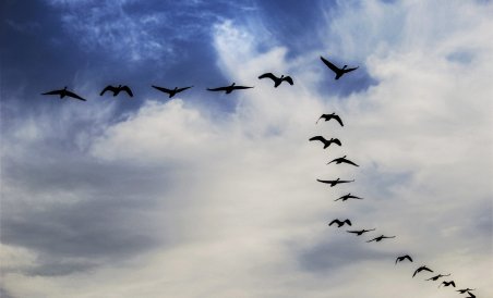 ಪಕ್ಷಿಗಳಿಗೂ ತಟ್ಟಿದ ಲಾಕ್‍ಡೌನ್‍ ಎಫೆಕ್ಟ್: ಆಹಾರ ಹರಸಿ ವಲಸೆ ಹೋಗುತ್ತಿವೆ ಹಕ್ಕಿಗಳು