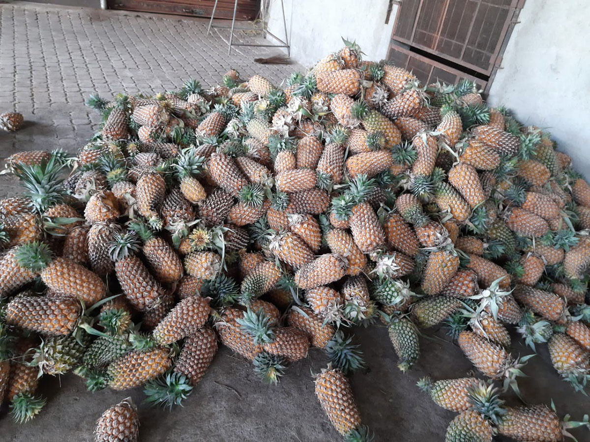 ಮಾರುಕಟ್ಟೆ ಇಲ್ಲದೆ ಕೊಳೆಯುತ್ತಿರುವ ಟನ್‌ಗಟ್ಟಲೇ ಪೈನಾಪಲ್ !