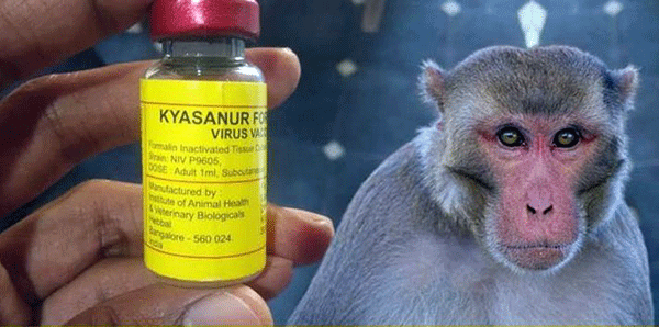 ಸಾಗರ, ತೀರ್ಥಹಳ್ಳಿಯ ಇಬ್ಬರು ಮಹಿಳೆಯರಲ್ಲಿ ಮಂಗನಕಾಯಿಲೆ ಪತ್ತೆ