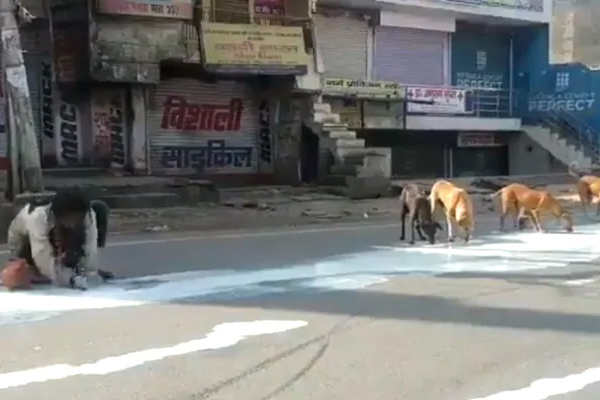 ​ಲಾಕ್‌ಡೌನ್ ಎಫೆಕ್ಟ್: ರಸ್ತೆಯಲ್ಲಿ ಹರಿಯುತ್ತಿದ್ದ ಹಾಲನ್ನು ಹಂಚಿಕೊಳ್ಳುತ್ತಿರುವ ವ್ಯಕ್ತಿ ಮತ್ತು ಬೀದಿನಾಯಿಗಳು