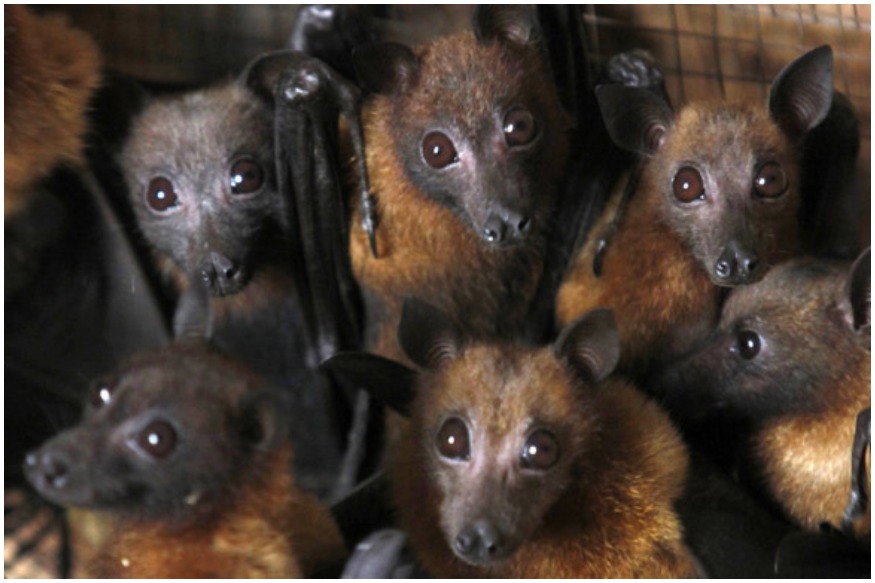 ಭಾರತದ ಬಾವಲಿಗಳಲ್ಲಿ ಕೊರೋನ ವೈರಸ್ !