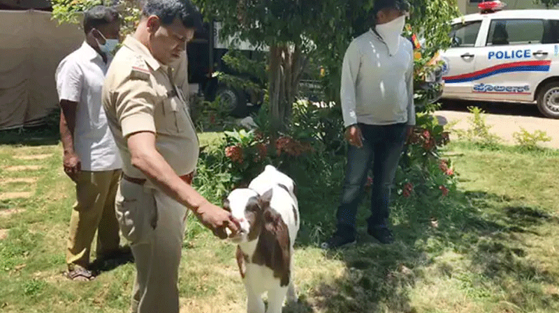 ತನ್ನನ್ನು ಕಾಪಾಡಿದ ಇನ್ಸ್‌ಪೆಕ್ಟರ್ ಮೊಹಮ್ಮದ್ ರಫಿಯನ್ನು ಬಿಟ್ಟಗಲುತ್ತಿಲ್ಲ ಈ ಕರು!