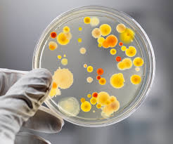 ಬದುಕನ್ನು ಬದಲಿಸುವ ಸೂಕ್ಷ್ಮಜೀವಿಗಳು !