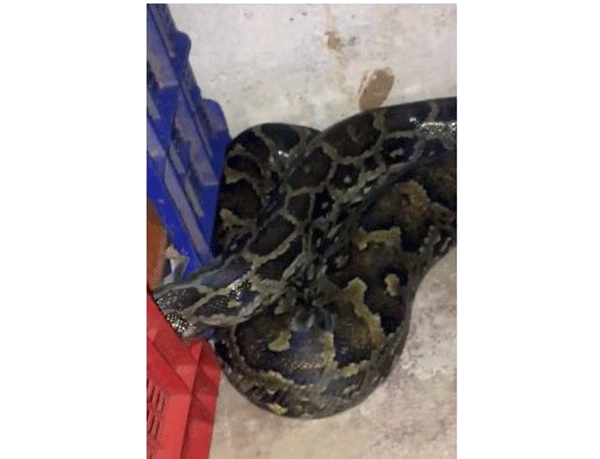 ಬೈಕಂಪಾಡಿ ಎಪಿಎಂಸಿ ಮಾರುಕಟ್ಟೆಯಲ್ಲಿ ಹಾವುಗಳ ಕಾಟ: ವ್ಯಾಪಾರಿಗಳಿಗೆ ಸಂಕಷ್ಟ